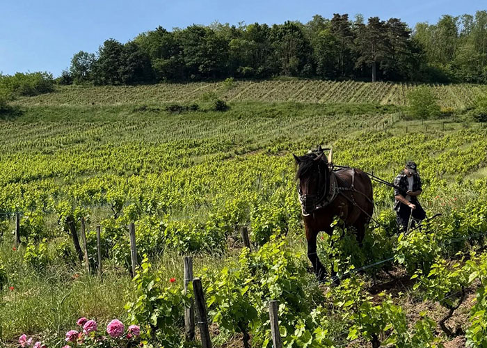 Beaujolais Nouveau at Buchanans Cheesemonger
