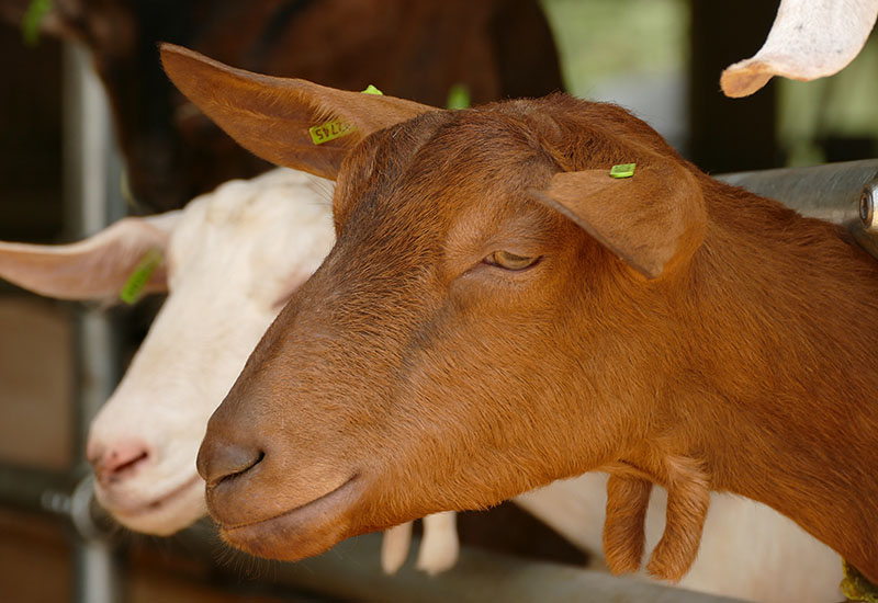 Norton & Yarrow (Angus D. Birditt)