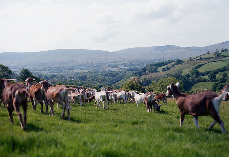 Norton & Yarrow (Angus D. Birditt)