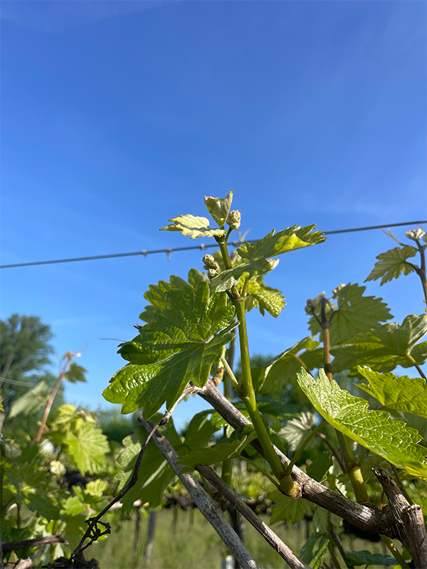 Cantina Messori