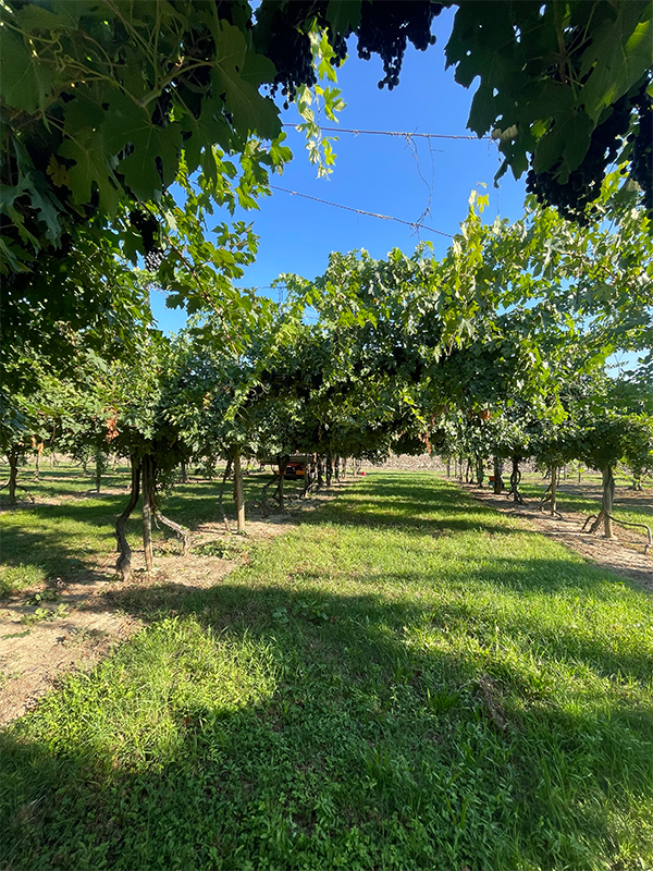 Cantina Messori