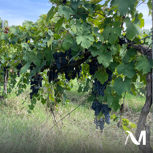 Cantina Missori Lambrusco