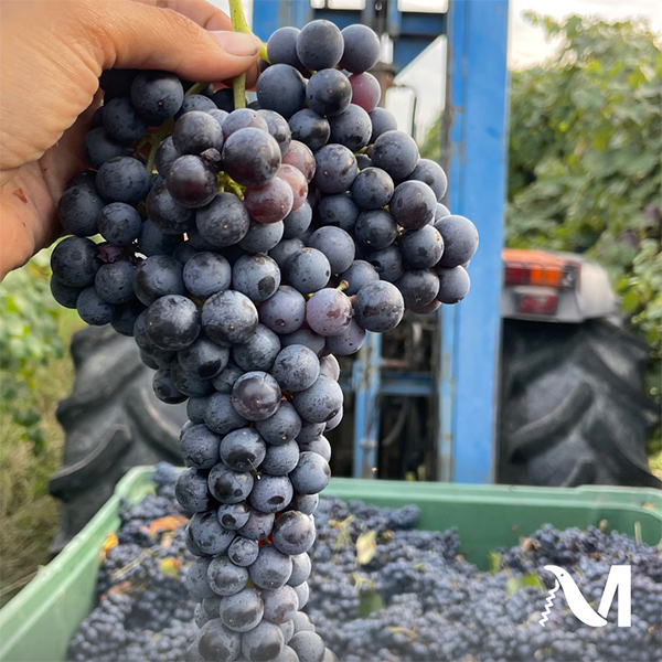 Cantina Missori Lambrusco
