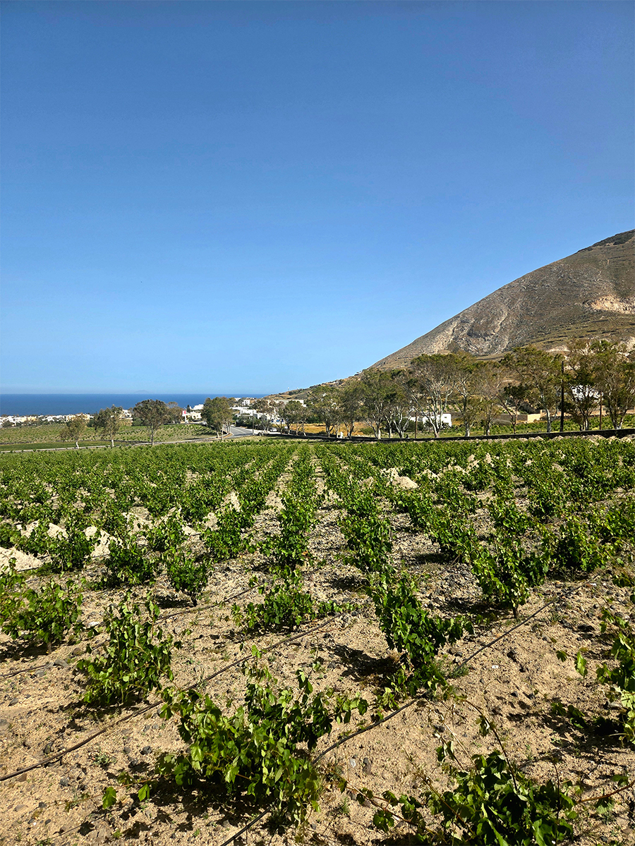Santorini | Greek Wines