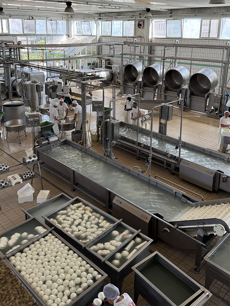 Mozzarella di Bufala Campana | Caseificio Mail
