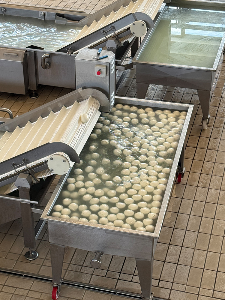 Mozzarella di Bufala Campana | Caseificio Mail