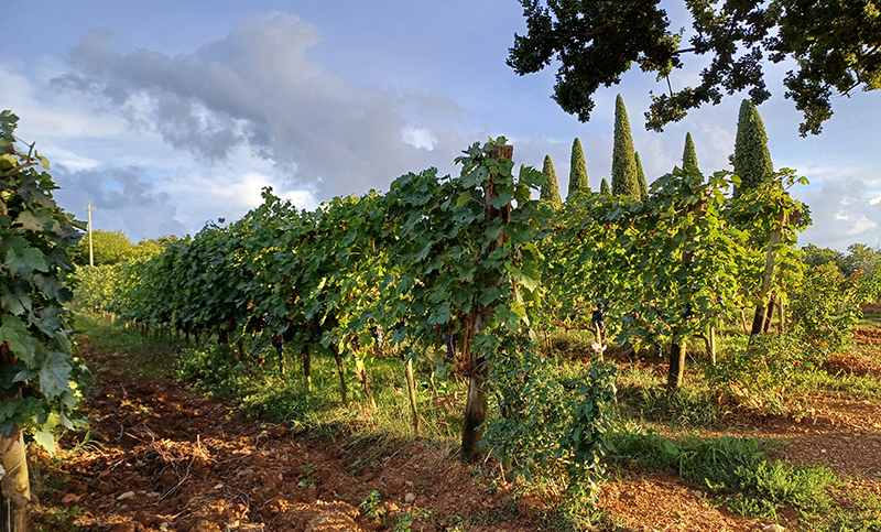 A Taste of Tuscany