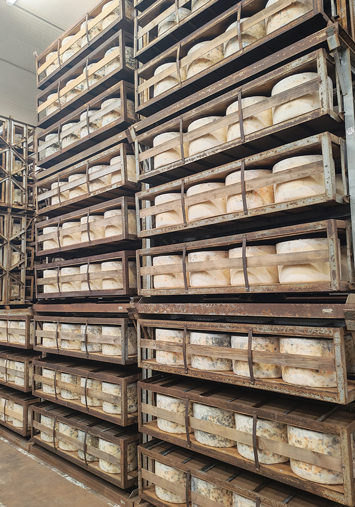 Quickes Cheese Farm Visit