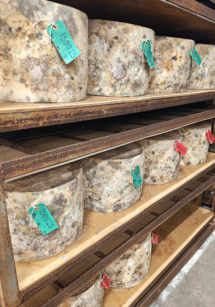 Quickes Cheese Farm Visit