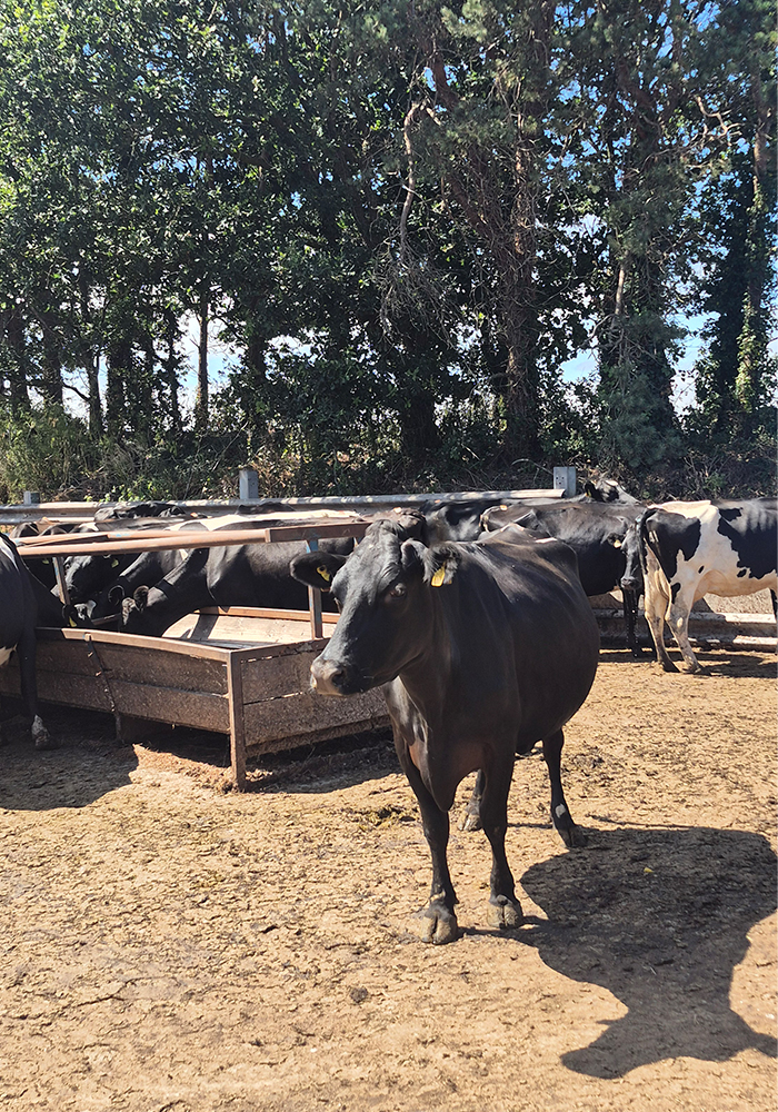 Quickes Cheese Farm Visit