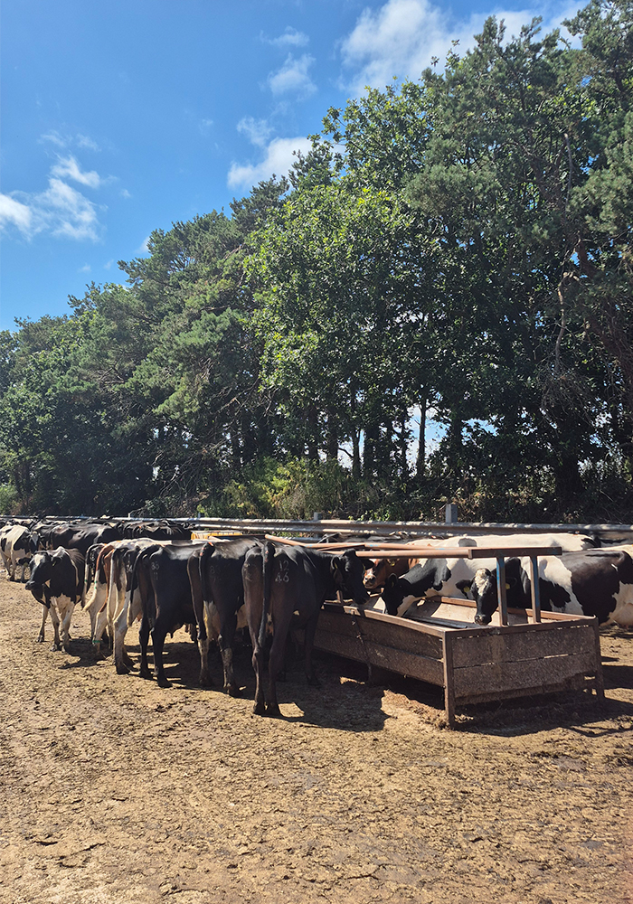 Quickes Cheese Farm Visit