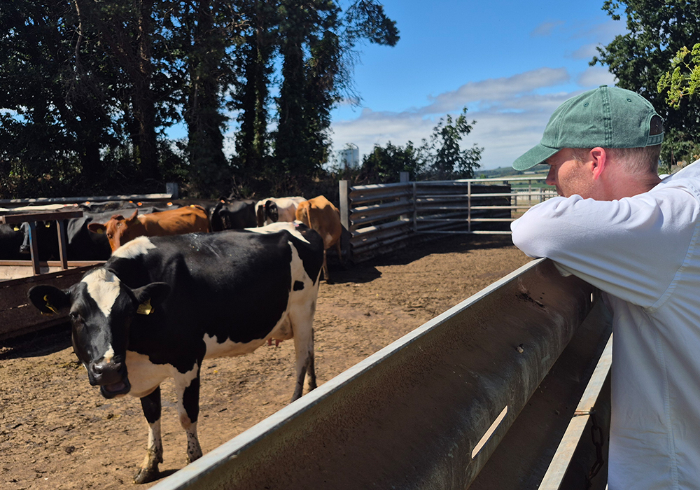 Quickes Cheese Farm Visit