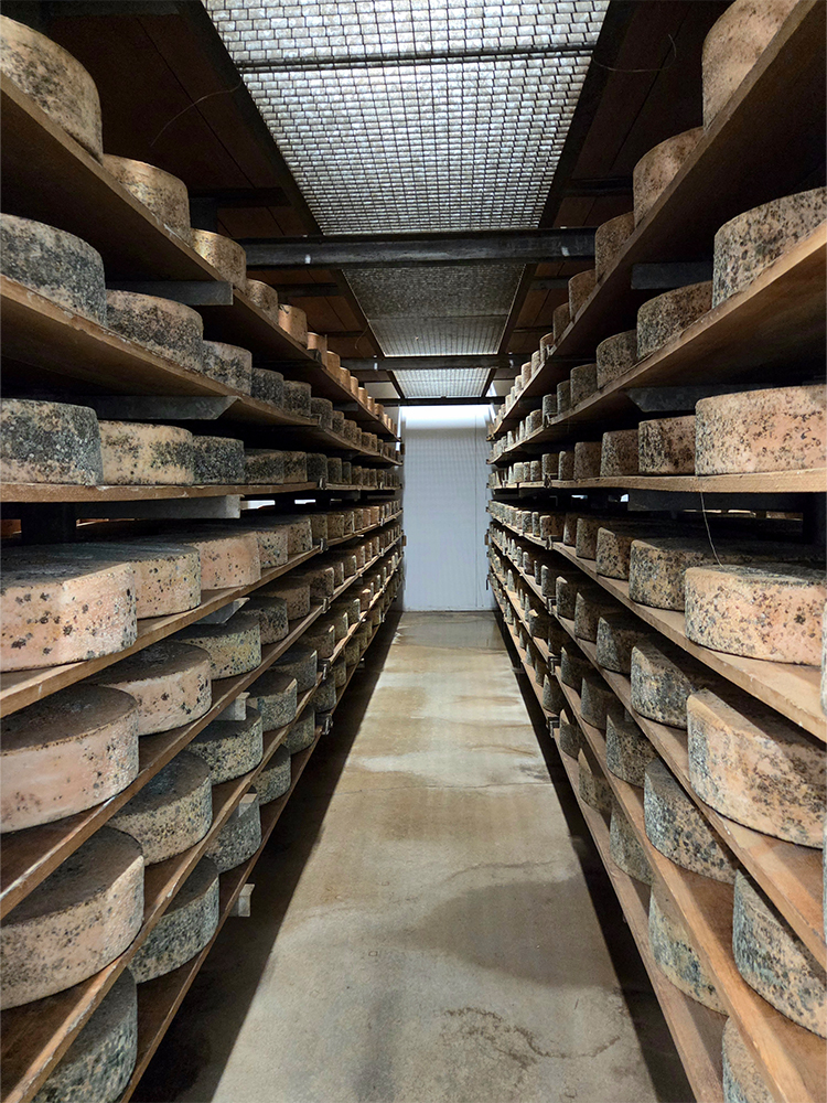 Sparkenhoe Red Leicester